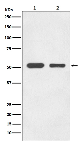 Western blot analysis of alpha Tubulin in (1) HeLa cell lysate; (2) HepG2 cell lysate; (3) NIH/3T3 cell lysate; (4) Mouse brain lysate; (5) C6 cell lysate