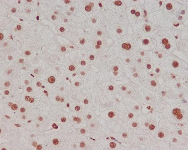 M12477 1 HIST1H3A primary antibodies IHC testing 1
