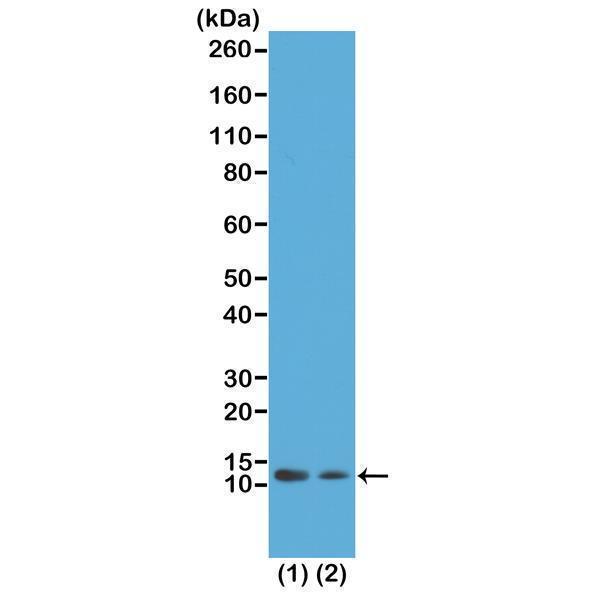 M14495 10 WB test result image 1