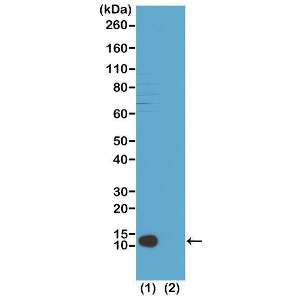 M14495 11 Specificity test result image 2