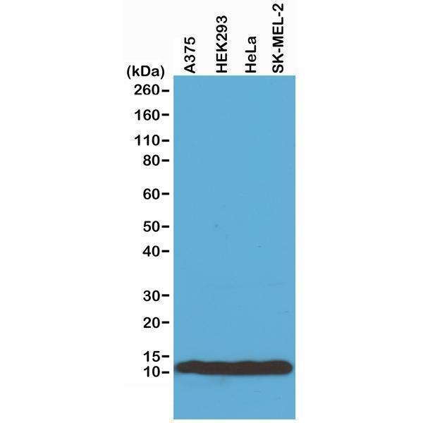 M14495 12 ICC test result image 2