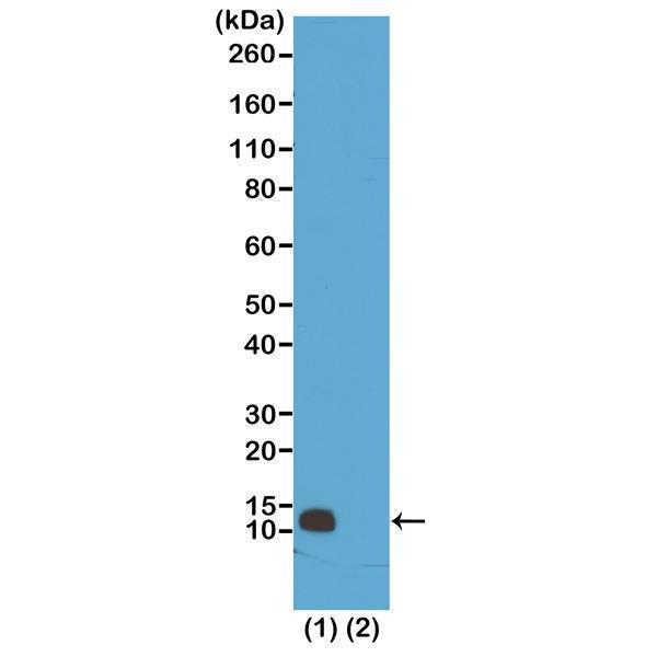 M14495 5 WB test result image 1
