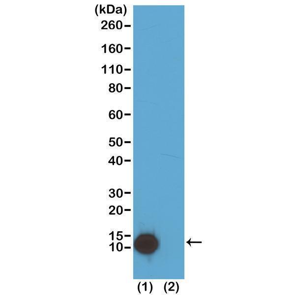 M14495 6 WB test result image 1
