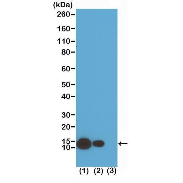 M14495 7 WB test result image 1