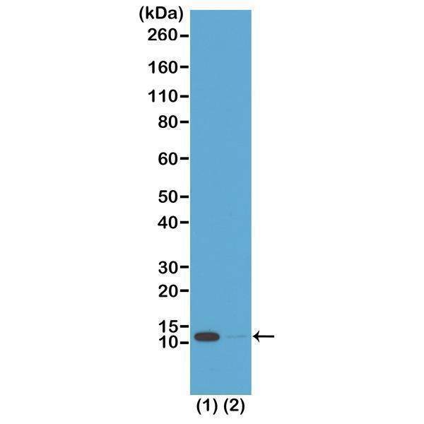M14495 8 WB test result image 1
