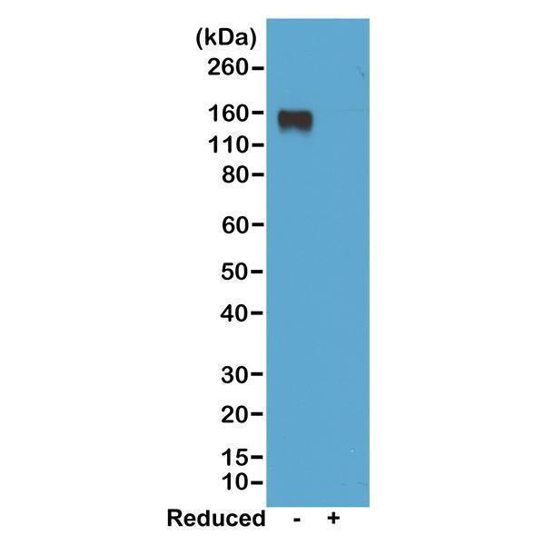 Western blot of nonreduced(-) and reduced(+)
mouse IgG2a, using 0