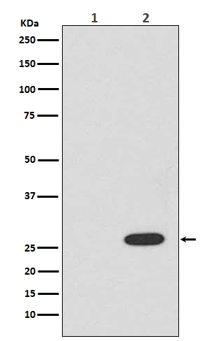 M30958 RFP primary antibodies WB testing 1