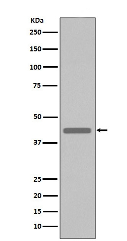 MT0017 VSV G Tag primary antibodies WB testing 1