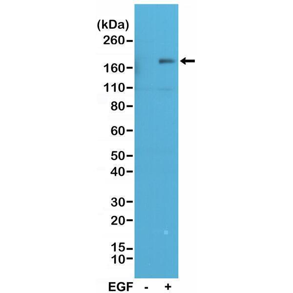 P00023 5 WB test result image 1