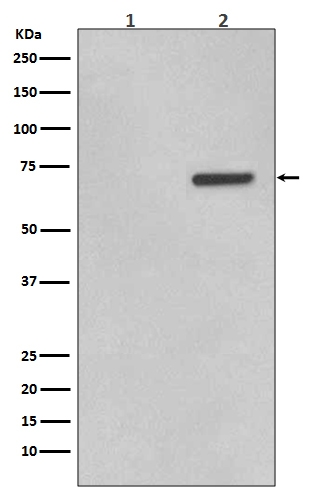 P00916 3 ATF2 primary antibodies WB testing 1