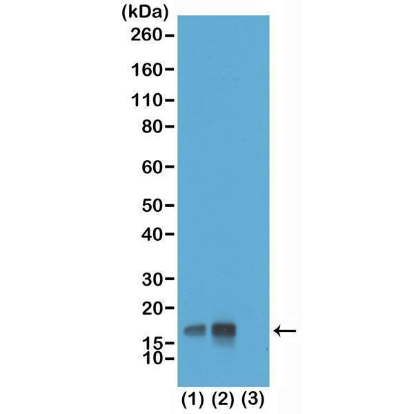 P06819 1 ICC test result image 1
