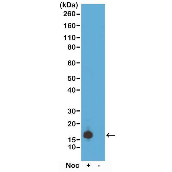P06819 ICC test result image 1