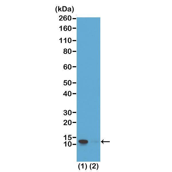 P14495 ICC test result image 2