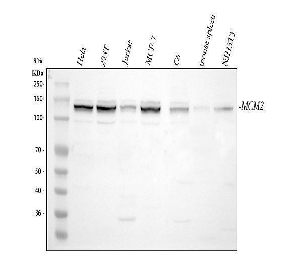  Western blot analysis of MCM2 using anti-MCM2 antibody (PA1650)