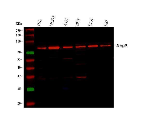 PB9754 Bag3 primary antibodies WB testing 1