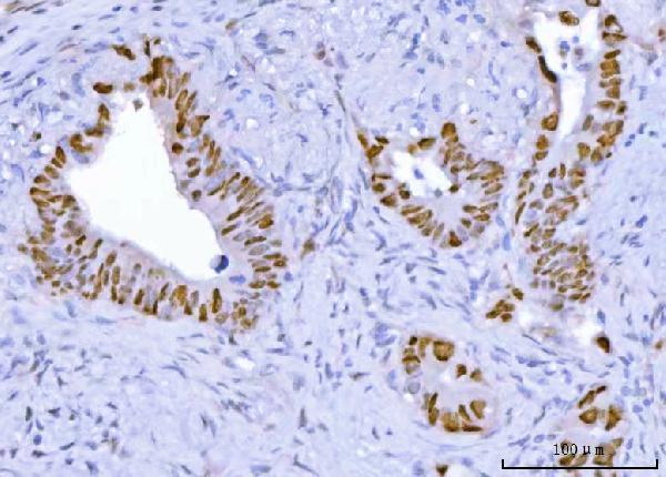 a00001 2 tp53 primary antibodies ihc testing 3