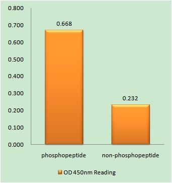 a00001s376 1 tp53 primary antibodies elisa testing 1