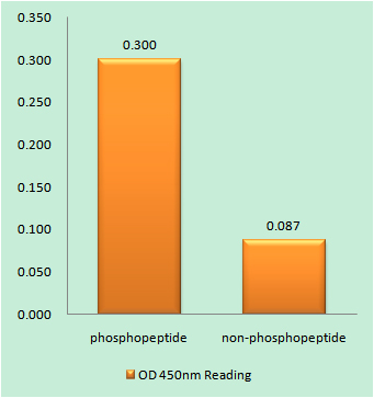 a00001t387 tp53 primary antibodies elisa testing 1