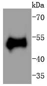 a00001t55 tp53 primary antiboties wb testing 1