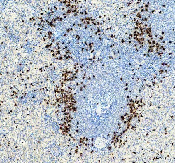a00002 3 tnf alpha primary antibodies ihc testing 1
