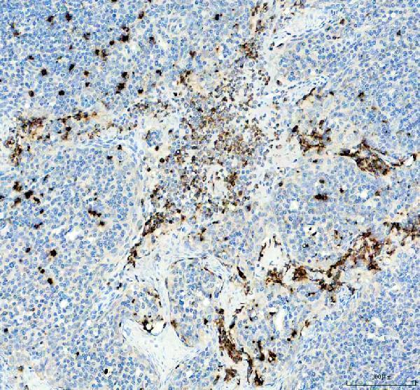 a00002 3 tnf alpha primary antibodies ihc testing 2