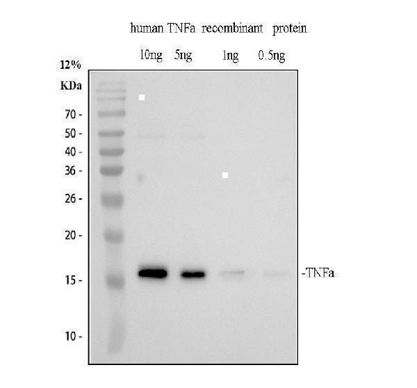 a00002 3 tnf alpha primary antibodies wb testing 1