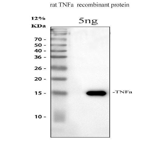 a00002 5 tnf primary antibodies wb testing 1_1
