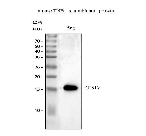 a00002 5 tnf primary antibodies wb testing 2