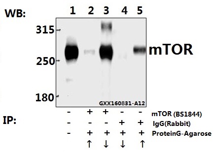 a00003s2442 mtor primary antiboties ip testing 3