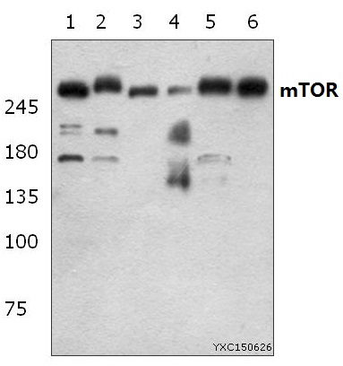 a00003s2442 mtor primary antiboties wb testing 1