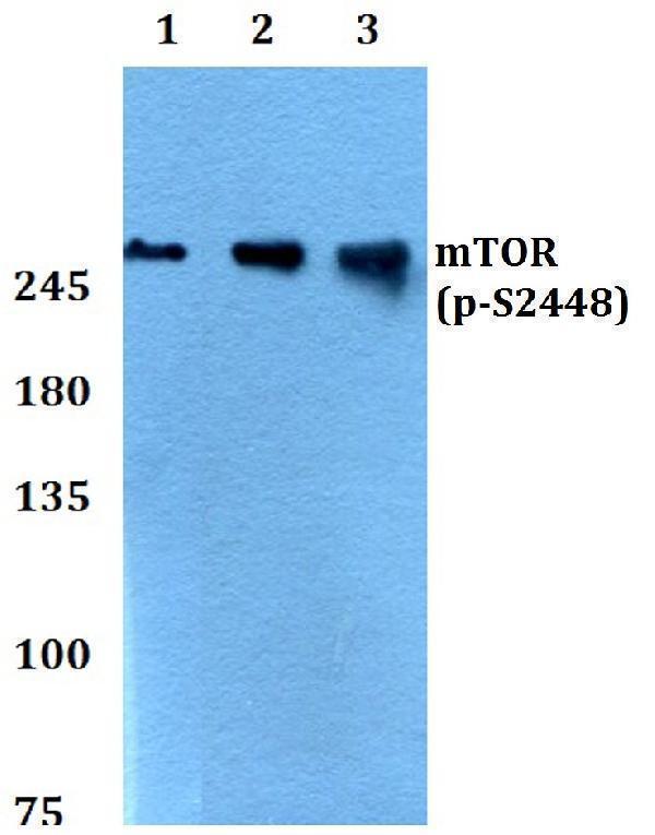 a00003s2448 mtor primary antiboties wb testing 1