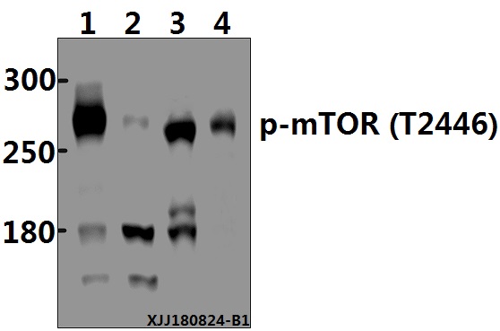 a00003t2446 mtor primary antiboties wb testing 1