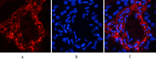 a00004s37 ctnnb1 primary antibodies if testing 7