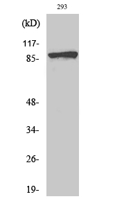 a00004s37 ctnnb1 primary antibodies wb testing 2
