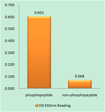 a00004y489 ctnnb1 primary antibodies elisa testing 1