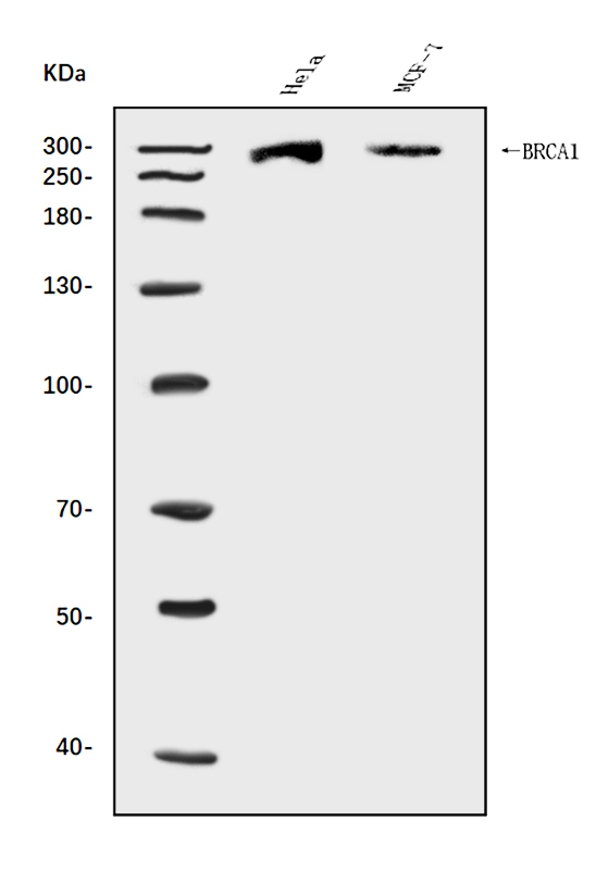 a00005 2 brca1 primary antibodies wb testing 1