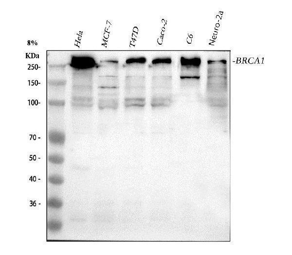 a00005 brca1 primary antibodies wb testing 1