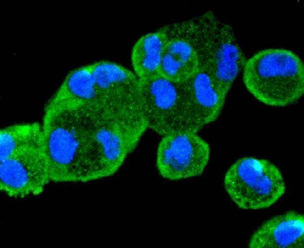 ICC staining PTEN in Hela cells (green)