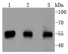 Western blot analysis of PTEN on different lysates using anti-PTEN antibody at 1/1,000 dilution
