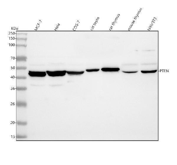  Western blot analysis of PTEN using anti-PTEN antibody (A00006-4)