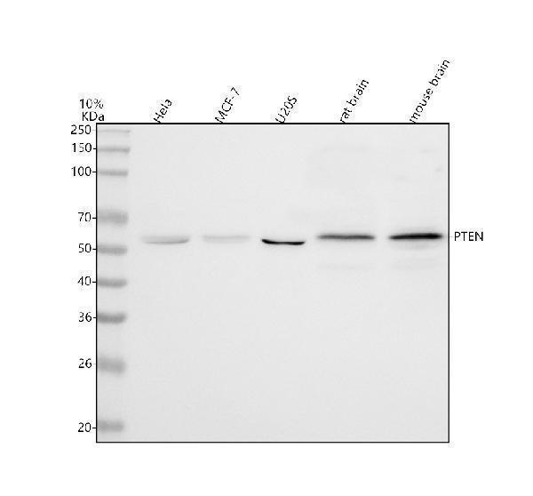  Western blot analysis of PTEN using anti-PTEN antibody (A00006-5)
