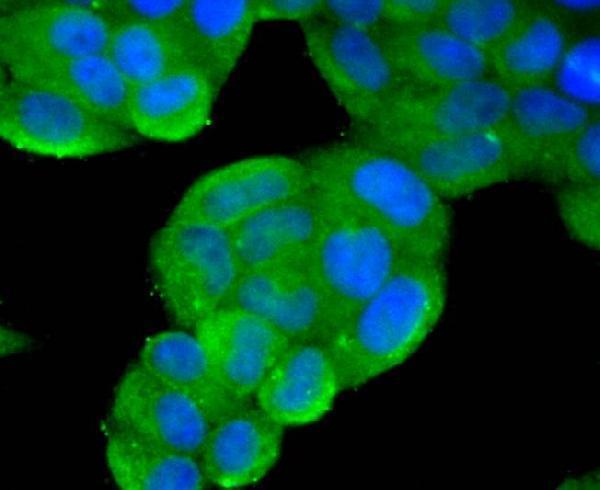 ICC staining Phospho-PTEN(S380) in Hela cells (green)