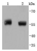 Western blot analysis of Phospho-PTEN(S380) on different lysates using anti-Phospho-PTEN(S380) antibody at 1/1,000 dilution