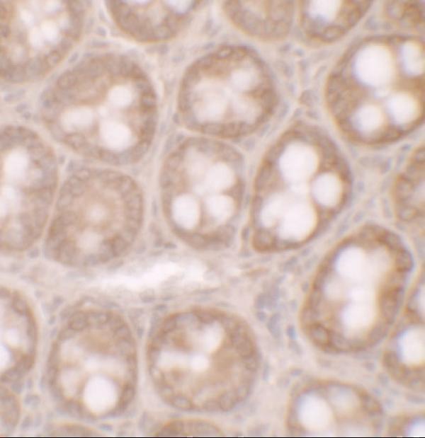 Immunohistochemistry of STAT3 in human small intestine tissue with STAT3 antibody at 5 μg/ml