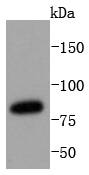 Western blot analysis of STAT3 on MCF-7 cells lysates using anti-STAT3 antibody at 1/1,000 dilution