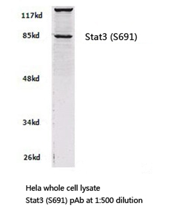 Western blot (WB) analysis of Stat3 (S691) polyclonal antibody in extracts from HELA cells