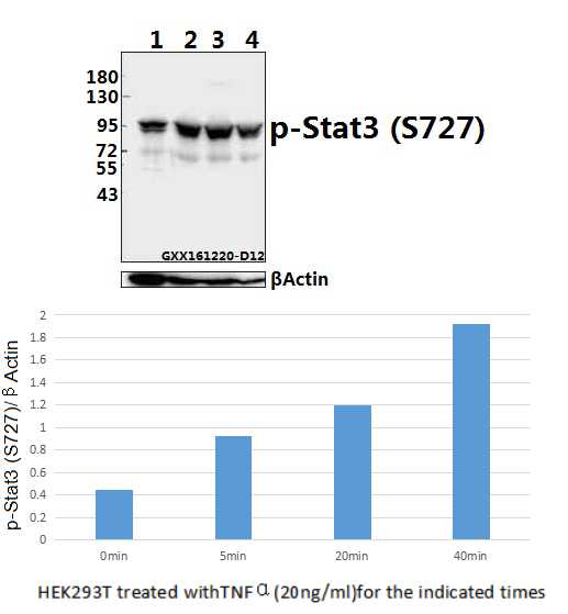Western blot (WB) analysis of Stat3 (phospho-S727) pAb at 1:500 dilution
Lane1:HEK293T whole cell lysate
Lane2:HEK293T treated with TNFα(20ng/ml)for 5 minutes whole cell lysate
Lane3:HEK293T treated with TNFα(20ng/ml)for 20 minutes whole cell lysate
Lane4:HEK293T treated with TNFα(20ng/ml)for 40 minutes whole cell lysate