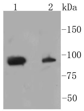 Western blot analysis of Phospho-STAT3(S727) on different lysates using anti-Phospho-STAT3(S727) antibody at 1/1,000 dilution