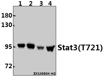 a00007t721 stat3 primary antiboties wb testing 1