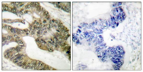 a00008 apc primary antibodyes ihc testing 4
